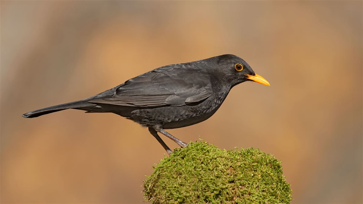 Common Blackbird