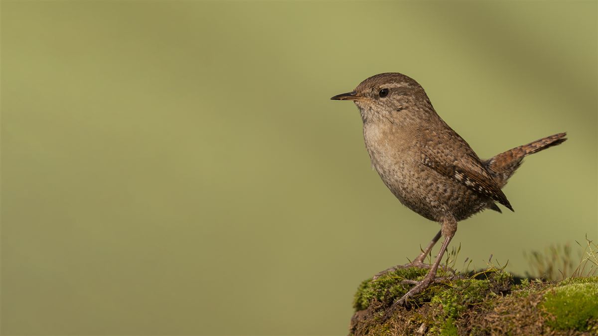 Eurasian Wren
