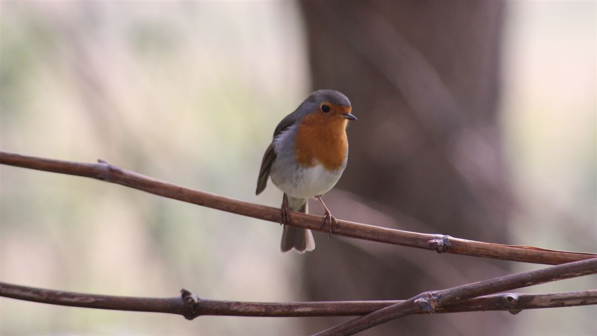 European Robin