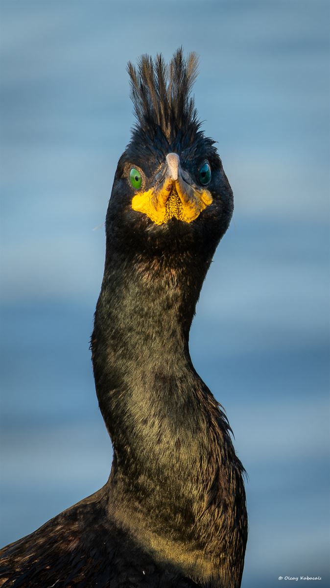 European Shag