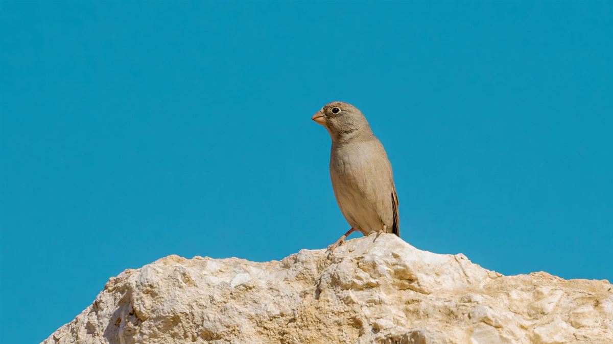 Trumpeter Finch