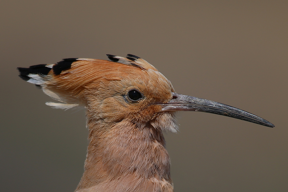 Common Hoopoe