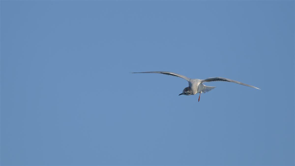 Little Gull