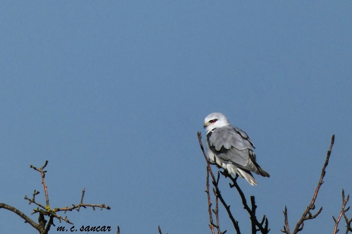 Black-winged Kite