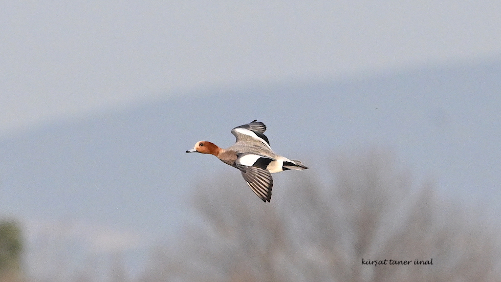 Eurasian Wigeon
