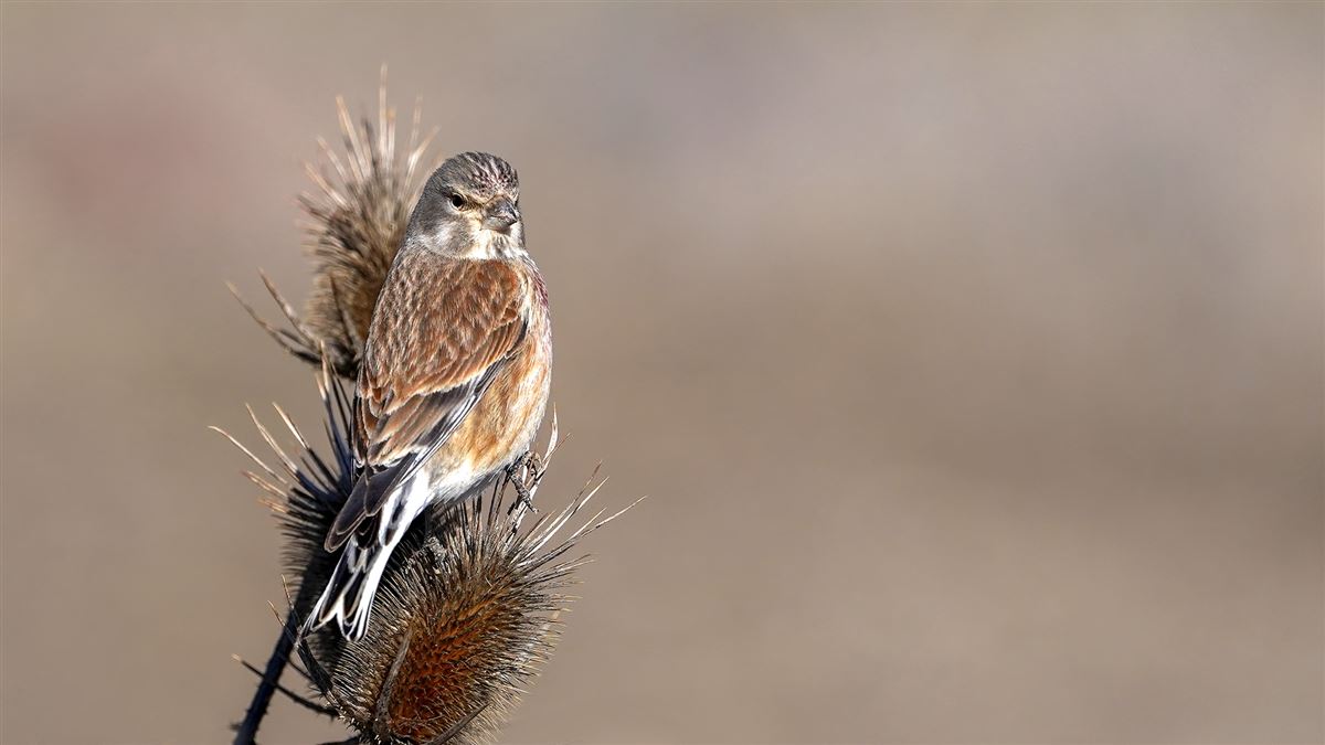 Common Linnet