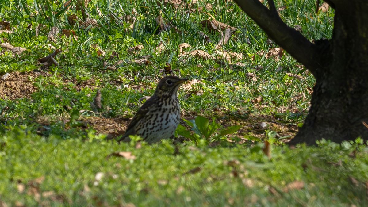 Song Thrush