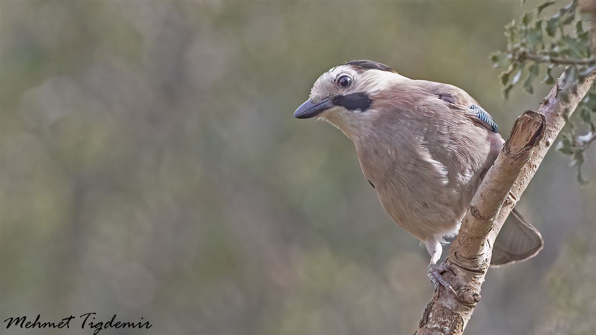 Eurasian Jay