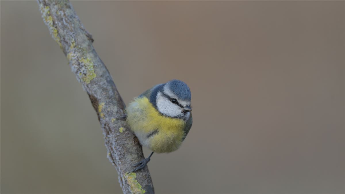 Eurasian Blue Tit