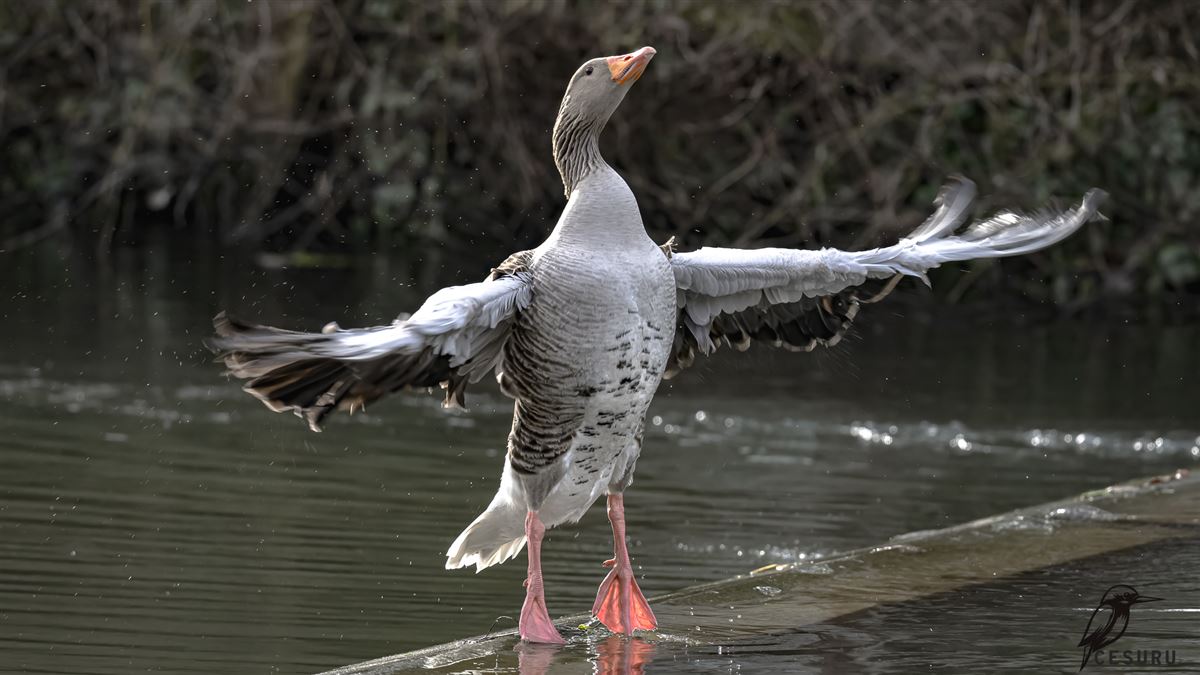 Greylag Goose
