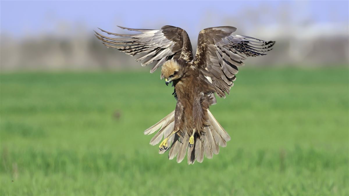 Western Marsh Harrier