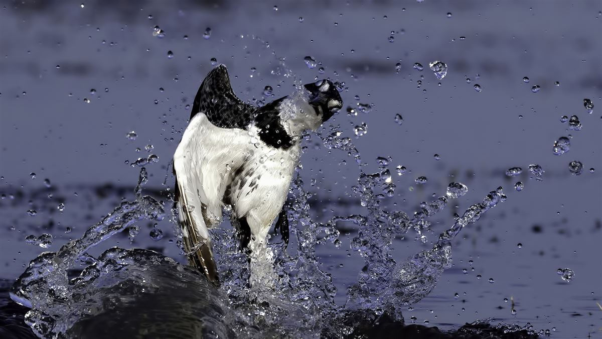 Pied Kingfisher