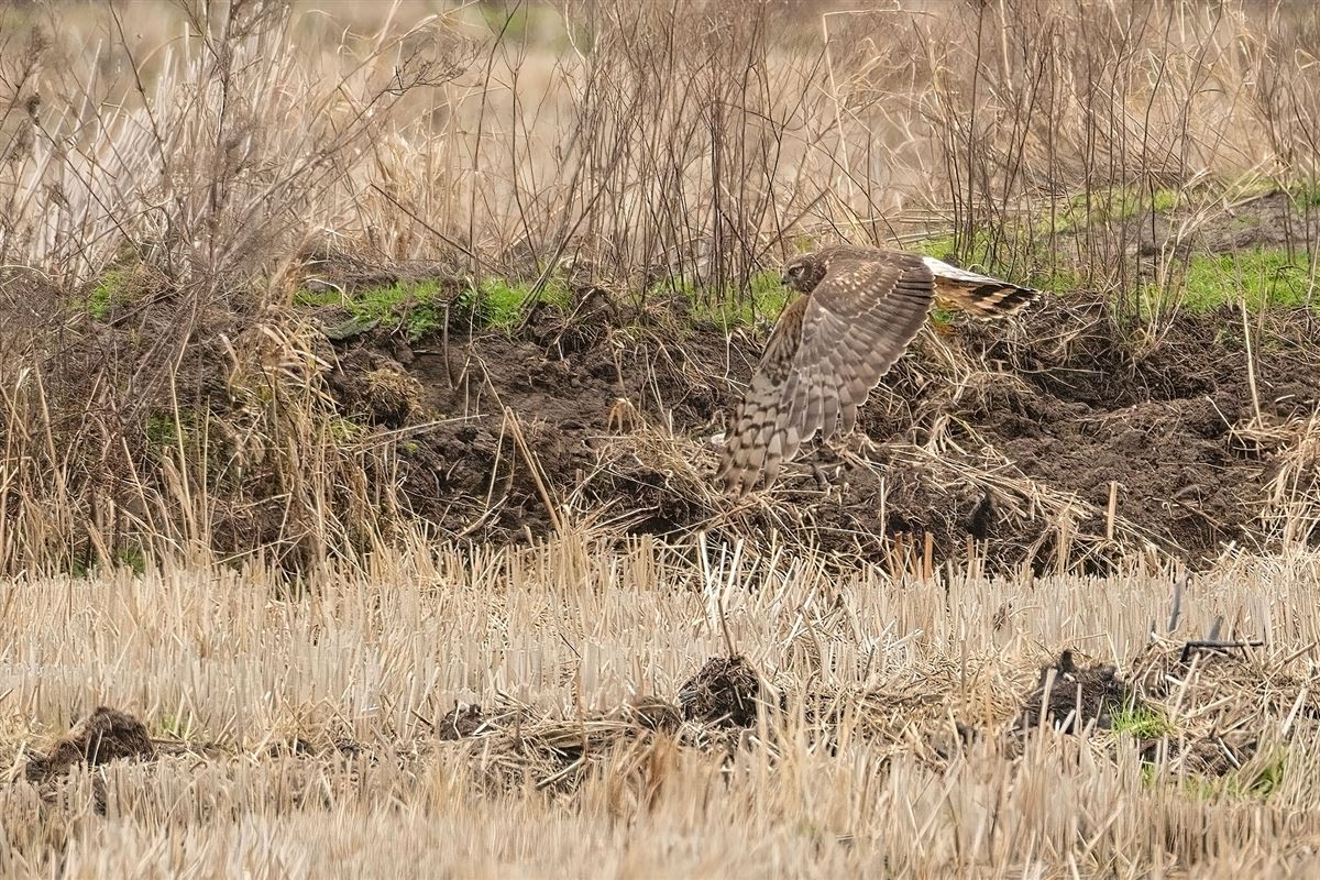 Hen Harrier