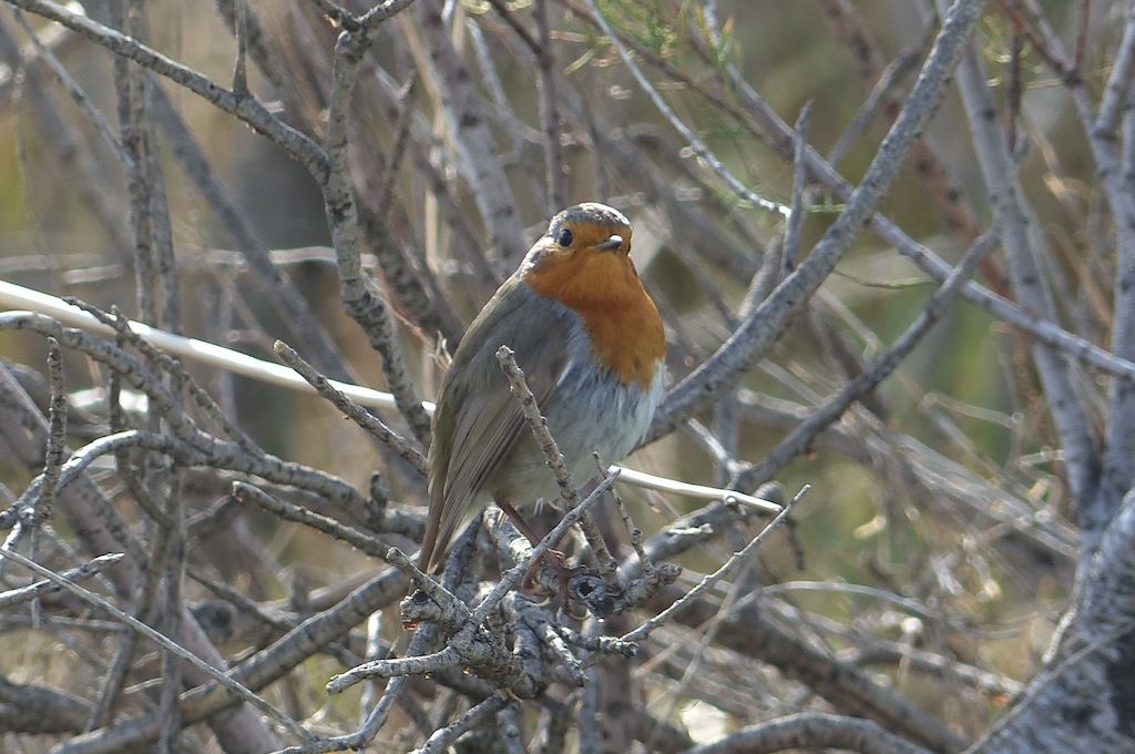 European Robin