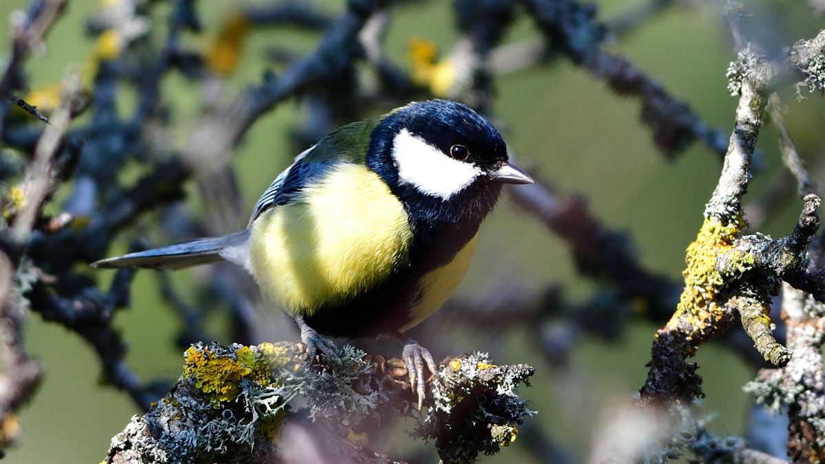 Great Tit