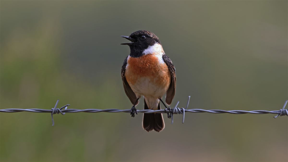 European Stonechat