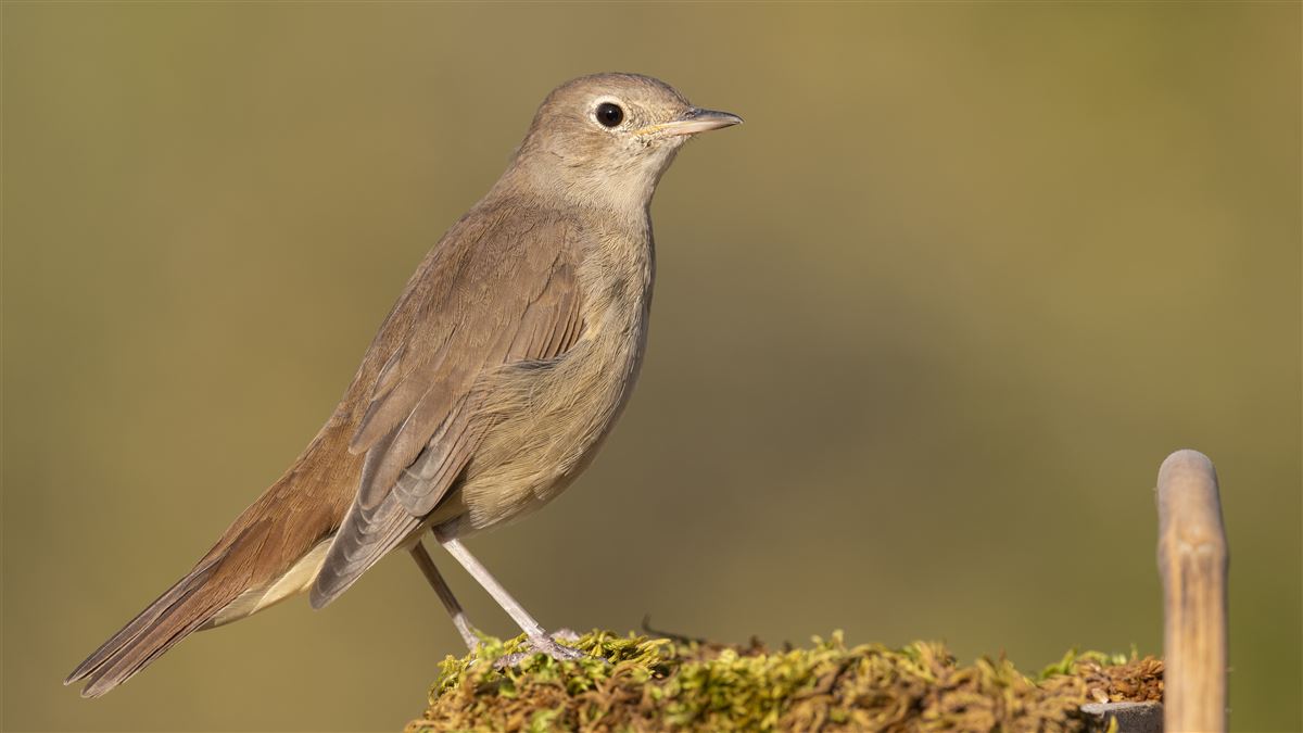 Common Nightingale