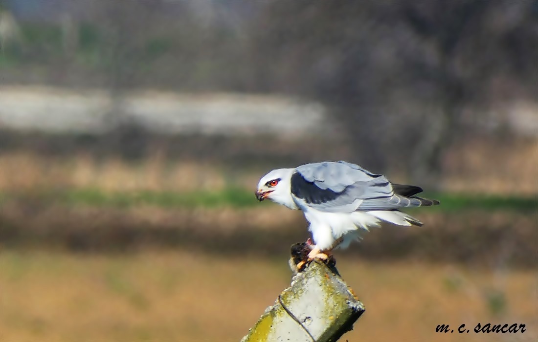 Black-winged Kite