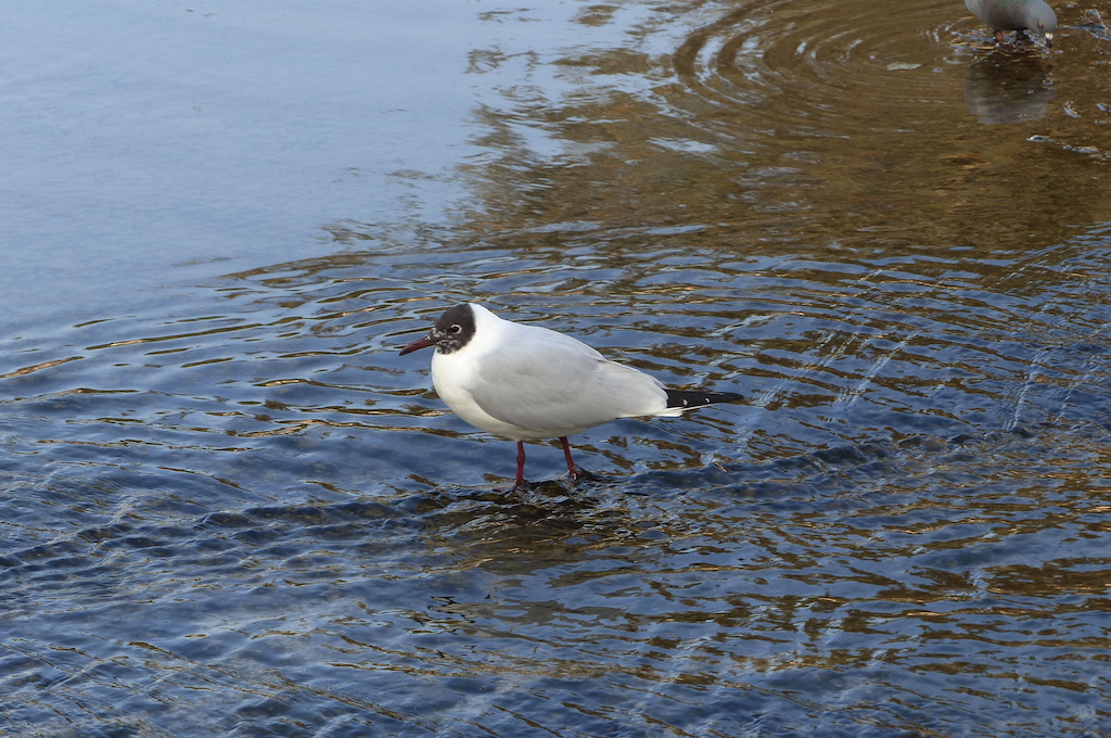 Black-headed Gull