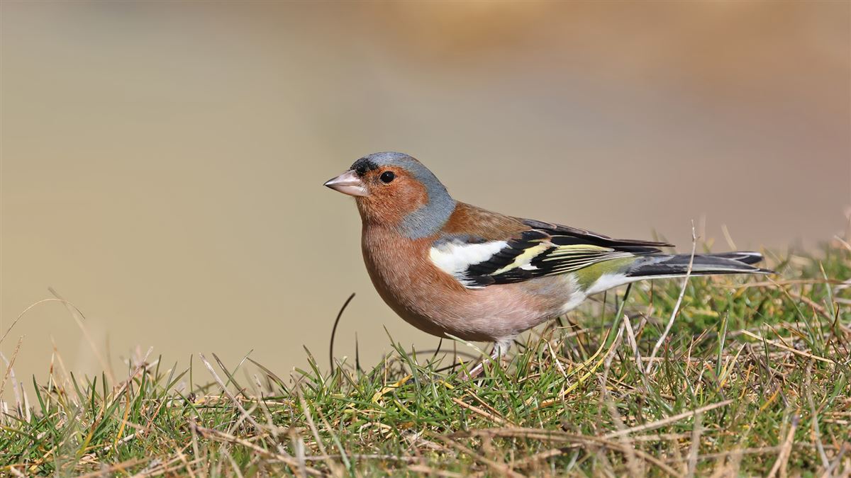 Eurasian Chaffinch