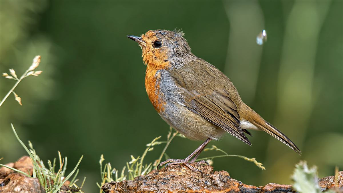 European Robin