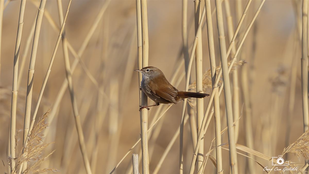 Cetti`s Warbler