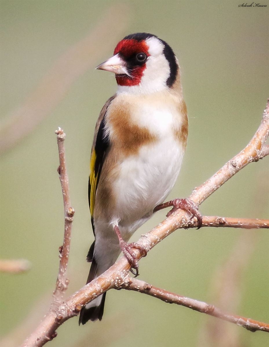 European Goldfinch