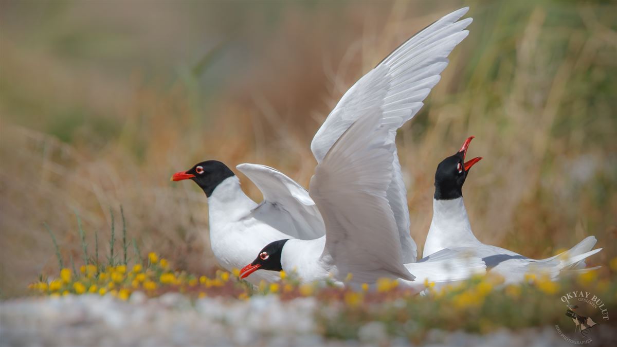 Mediterranean Gull