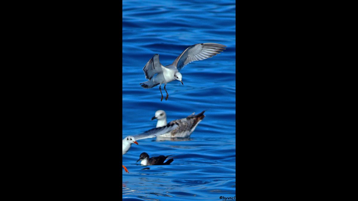 Mediterranean Gull