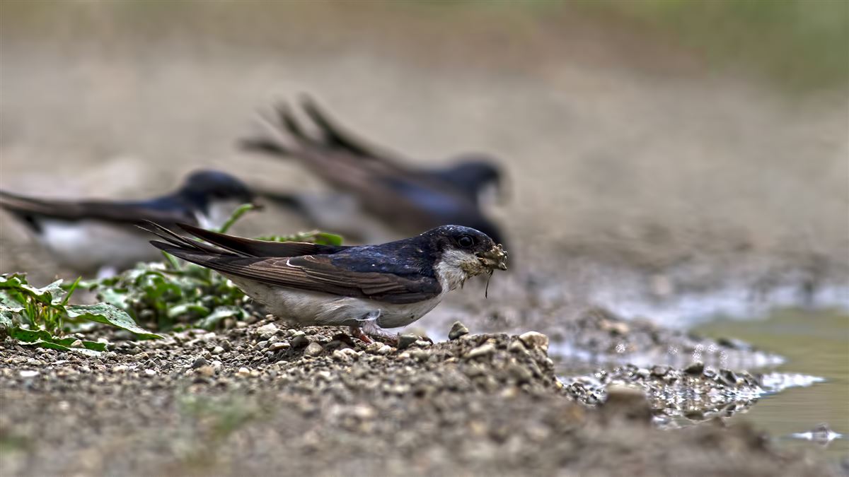 Western House Martin