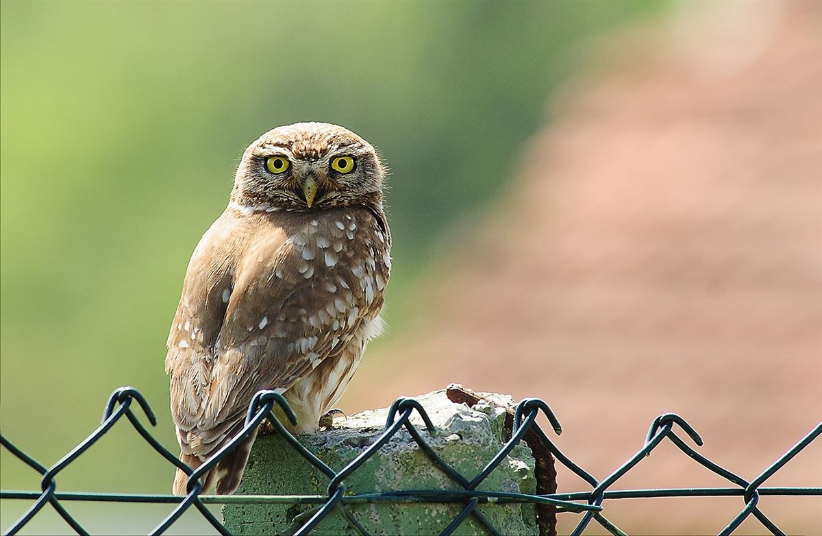 Little Owl