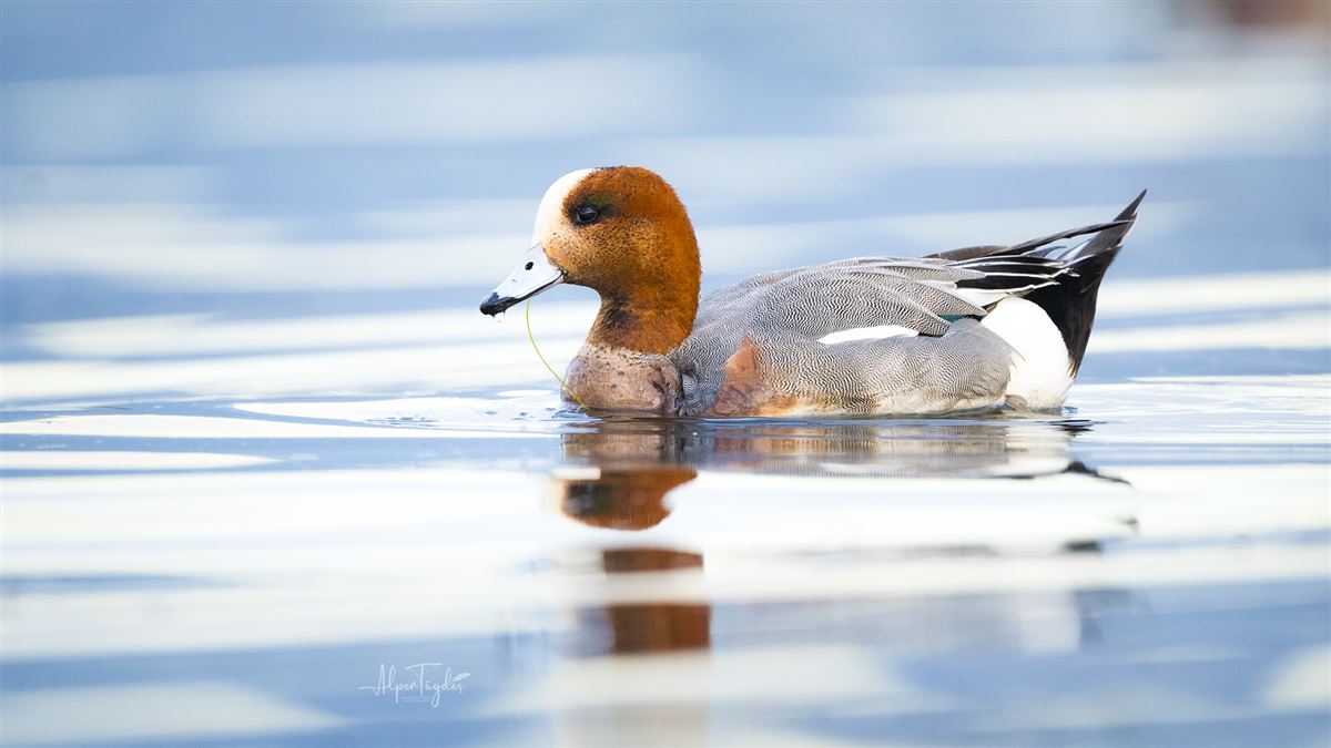 Eurasian Wigeon