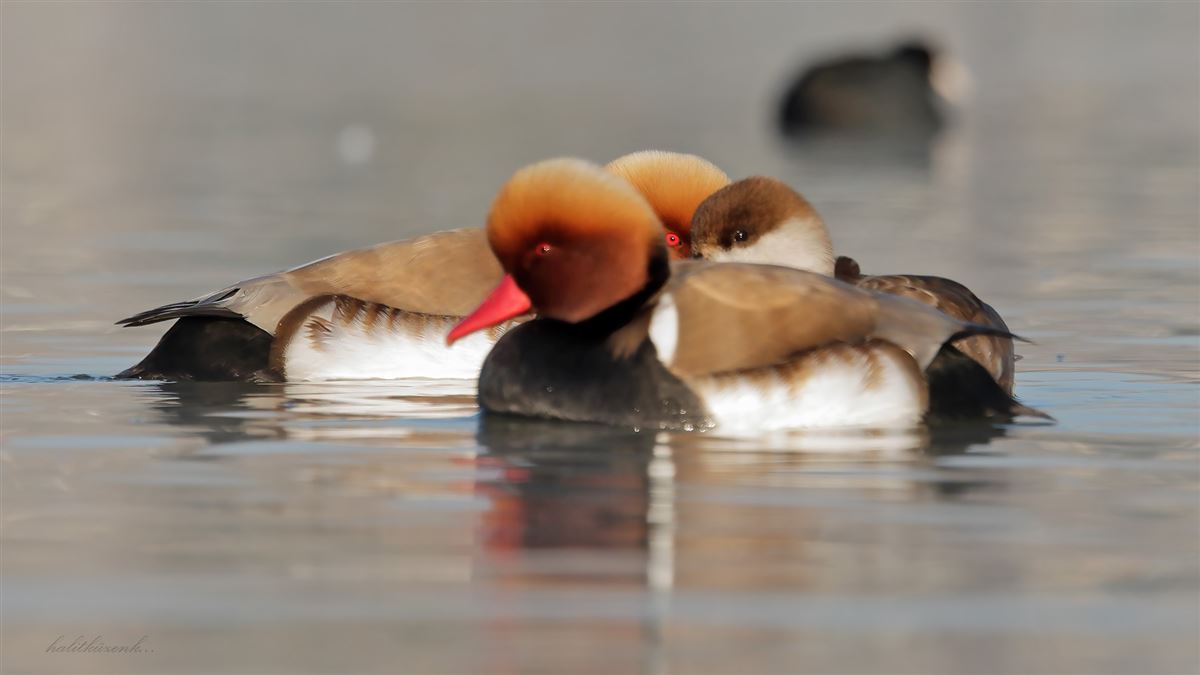 Red-crested Pochard