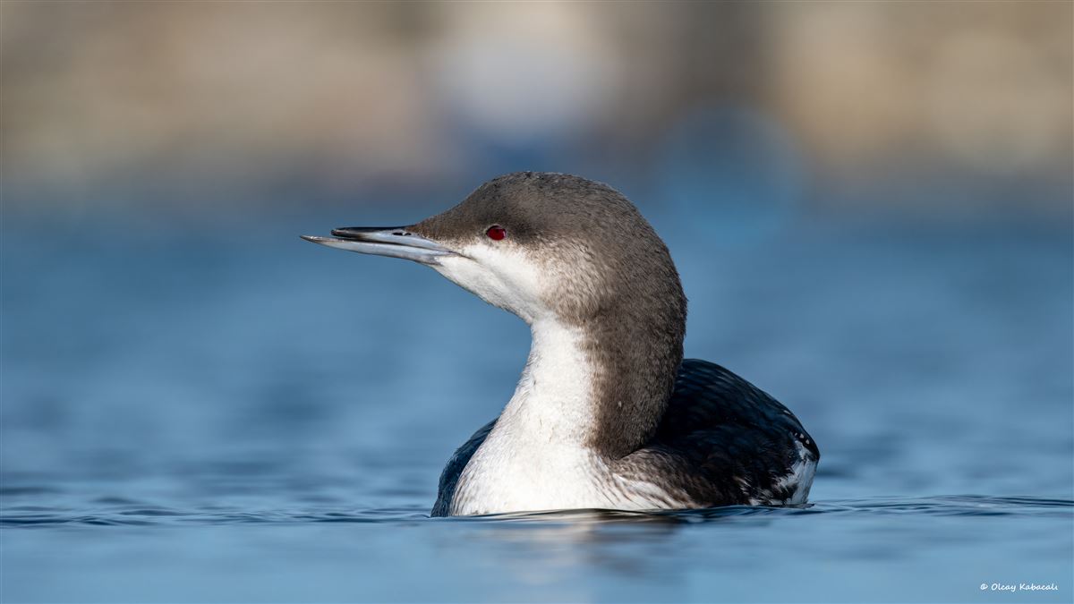 Black-throated Loon