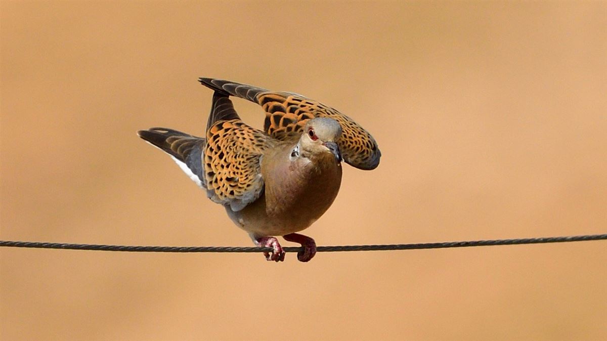 European Turtle Dove