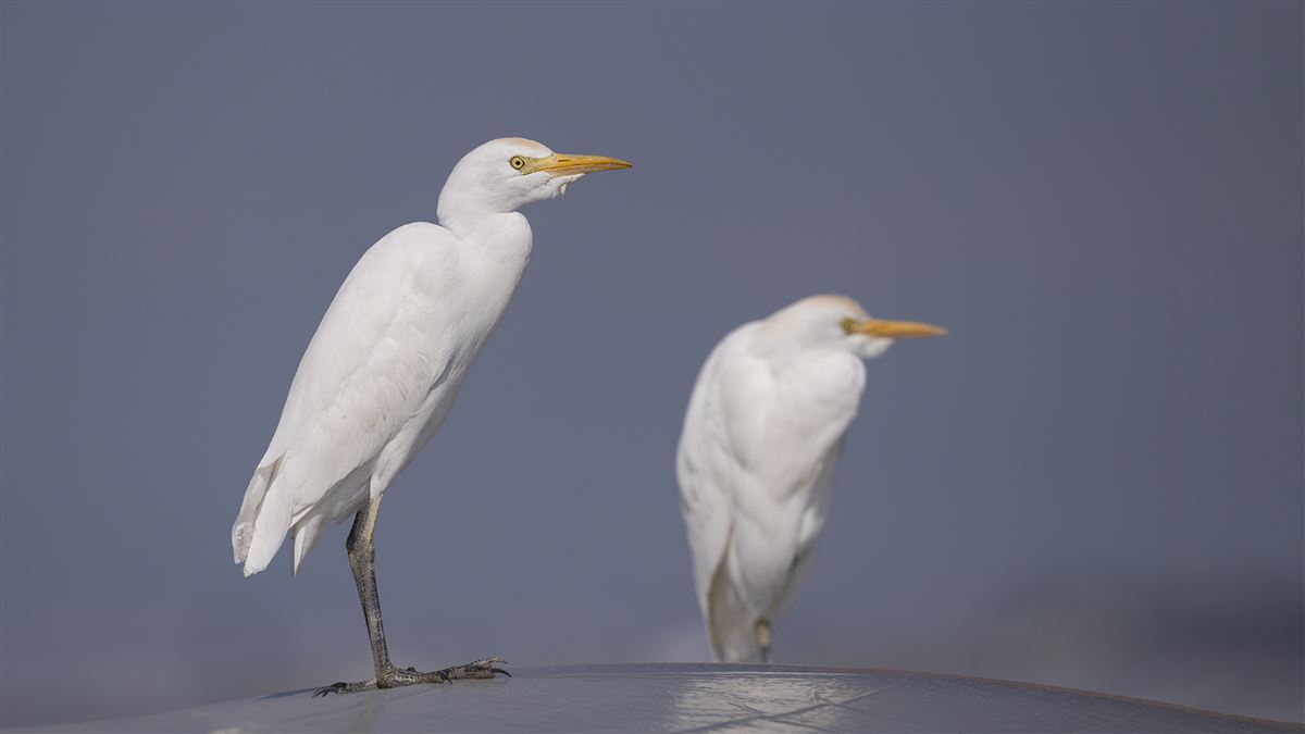 Western Cattle Egret