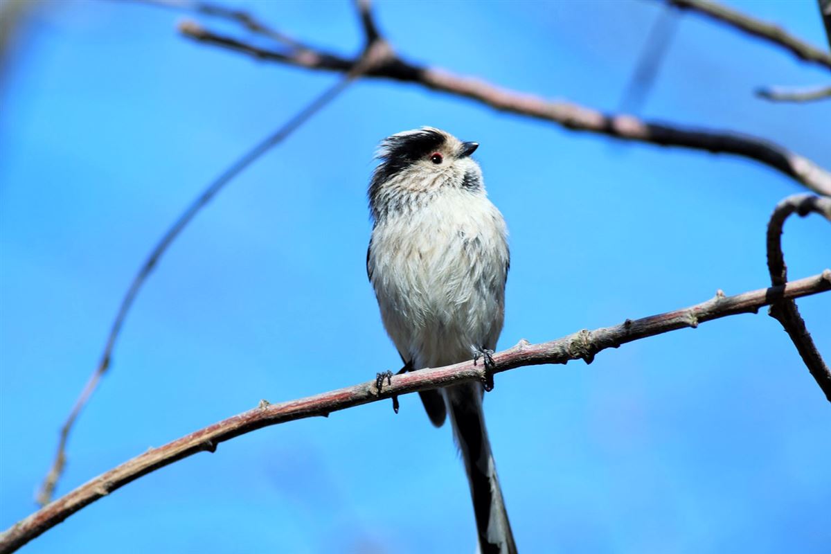 Long-tailed Tit