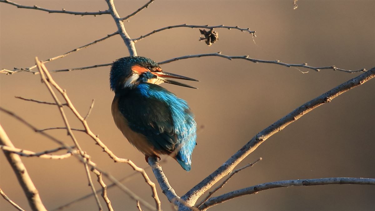 Common Kingfisher