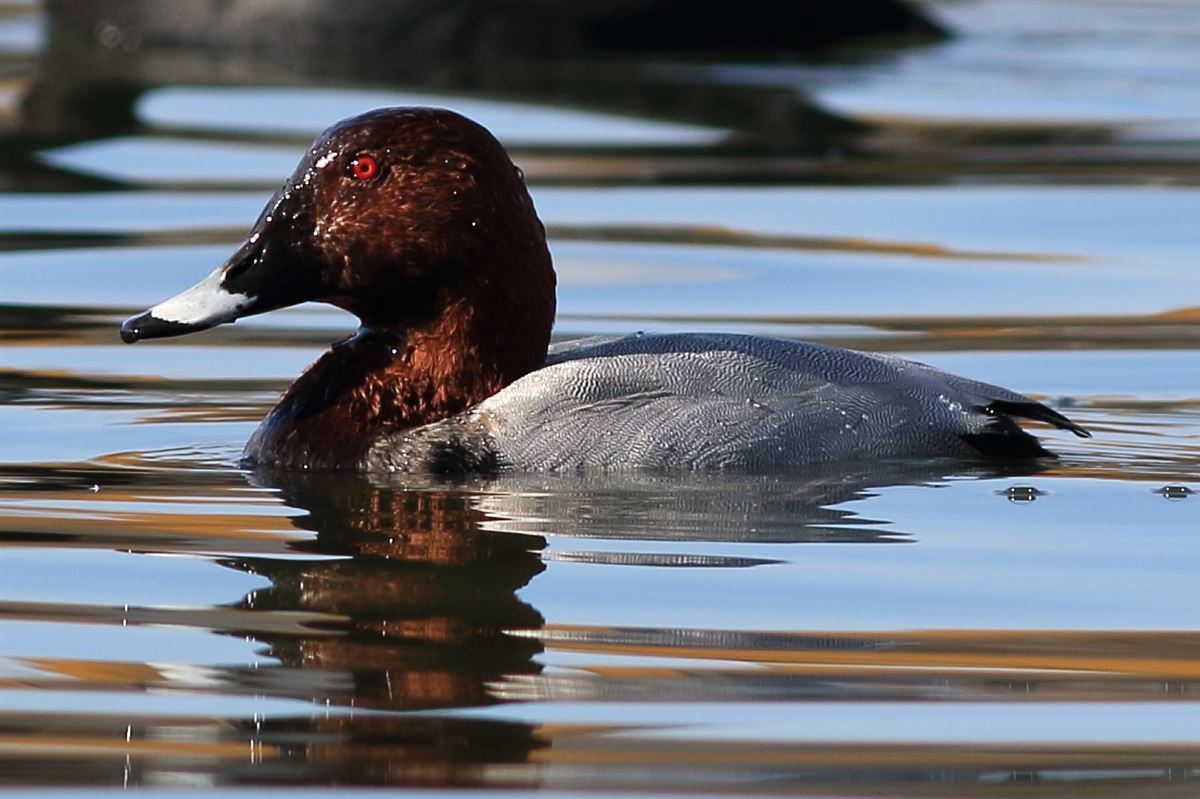Common Pochard