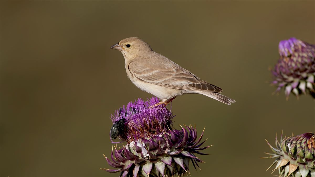 Pale Rockfinch
