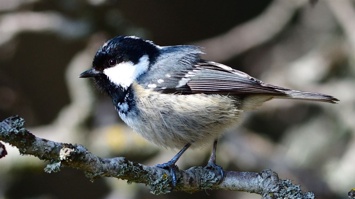 Coal Tit