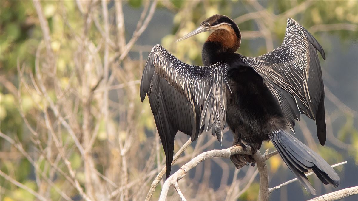 African Darter