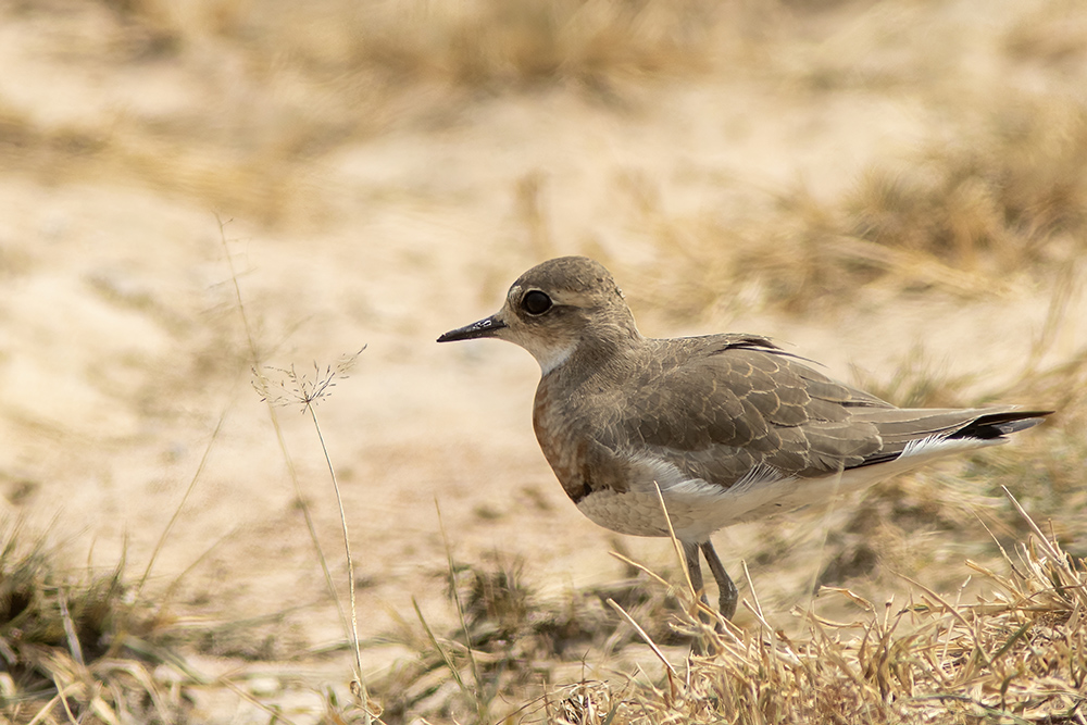 Caspian Plover