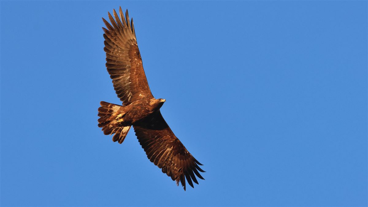 Golden Eagle