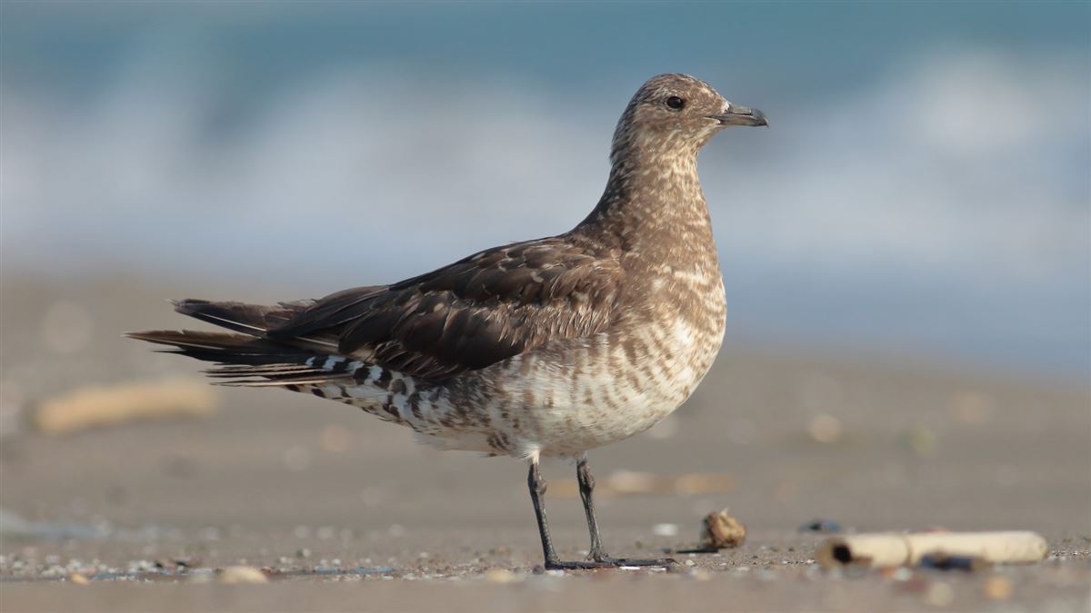 Parasitic Jaeger