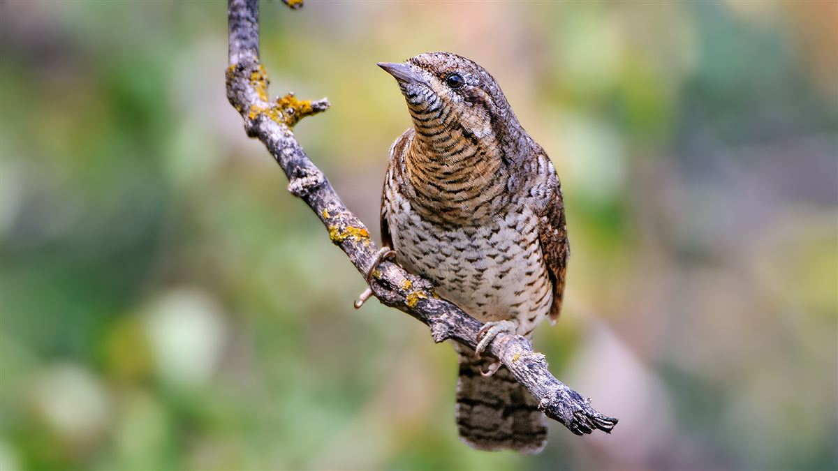 Eurasian Wryneck