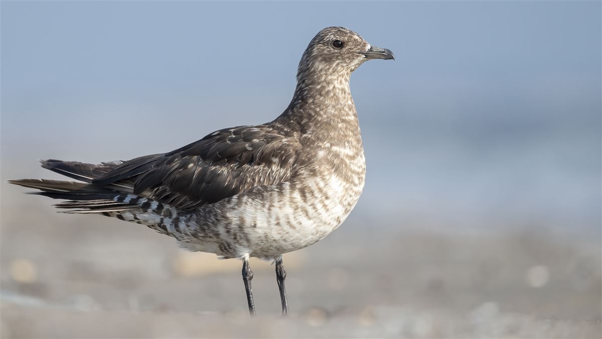 Parasitic Jaeger