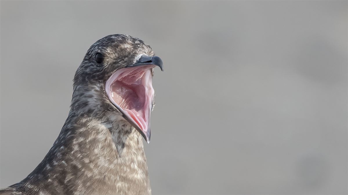 Parasitic Jaeger