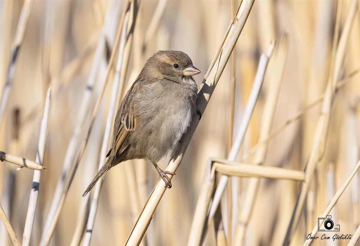 House Sparrow