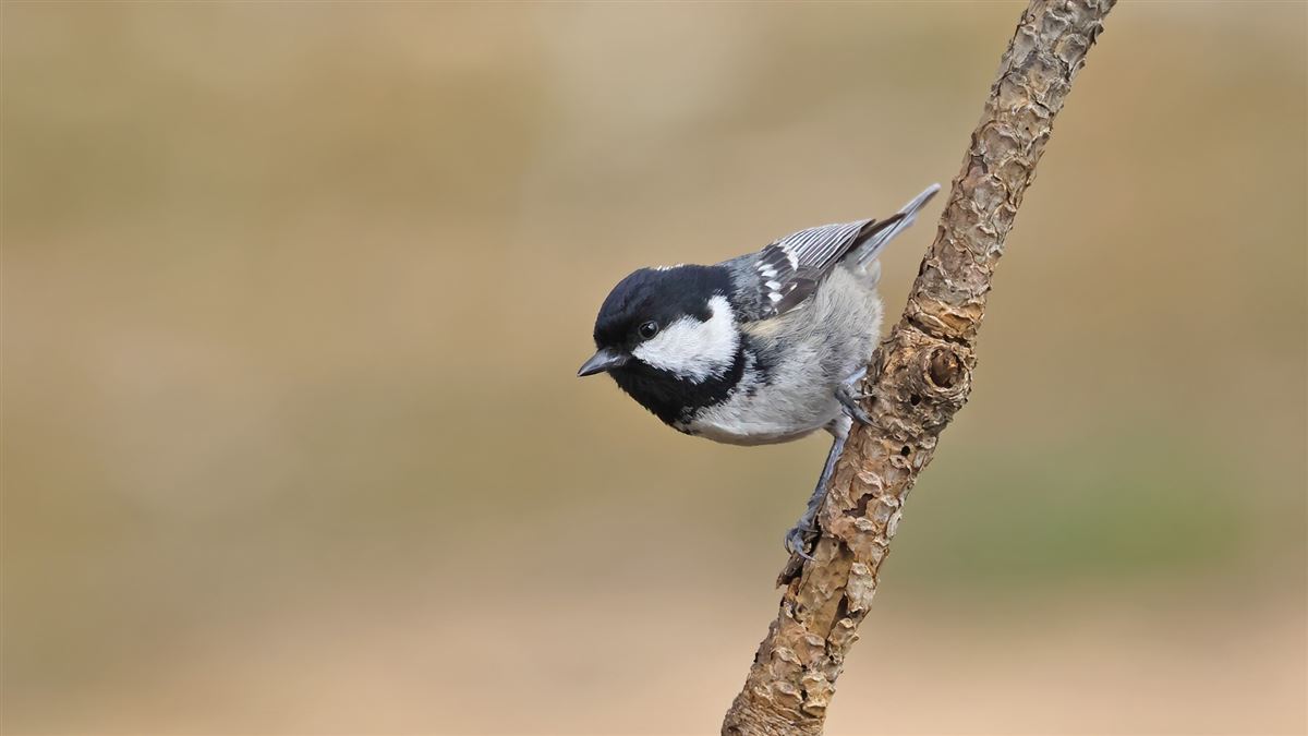 Coal Tit